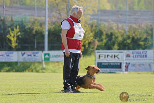 Airedale Terrier Baro von Haus Schirmer